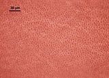 6 – Cellule corticali in visione superficiale